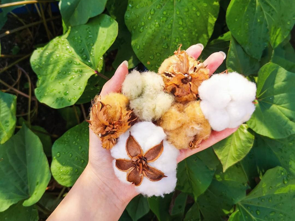 Bài Blog 'Sự khác biệt organic cotton và cotton' cover image.webp